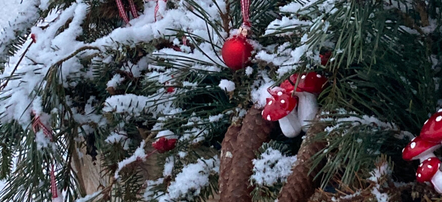 Dein Garten im Advent – Barbarazweige und kleine grüne Wunder - Dein Garten im Advent – Barbarazweige und kleine grüne Wunder