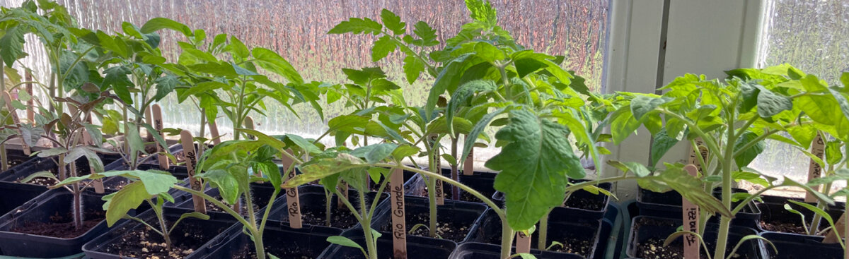 Tomaten, Gurken &amp; Paprika: Endlich ins Freiland! - Tomaten, Gurken &amp; Paprika: Endlich ins Freiland nach den Eisheiligen