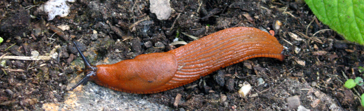Schnecken im Garten? Diese Pflanzen lassen sie kalt - Schnecken im Garten? Diese Pflanzen lassen sie kalt