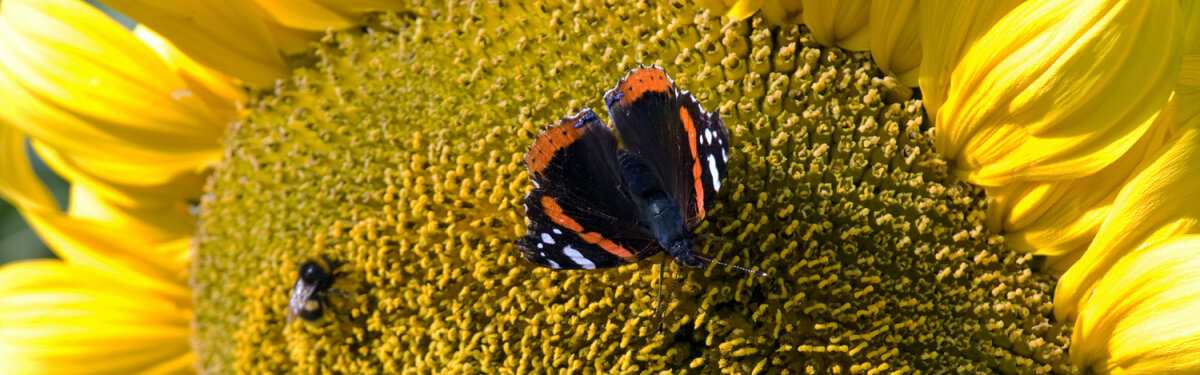 Nahrung für Nützlinge im September – Diese Pflanzen machen den Unterschied - Nützlingsfreundlicher Garten im September – 5 Top-Pflanzen