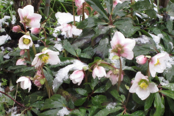 Farben im Frost – die geheimnisvolle Welt der Winterblüher - Farben im Frost – die geheimnisvolle Welt der Winterblüher