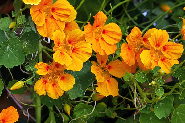 Richtige Pflanze, richtiger Ort? Vier Gartenpflanzen mit überraschendem Ausbreitungspotenzial - Invasive Gartenpflanzen? 4 überraschende Beispiele