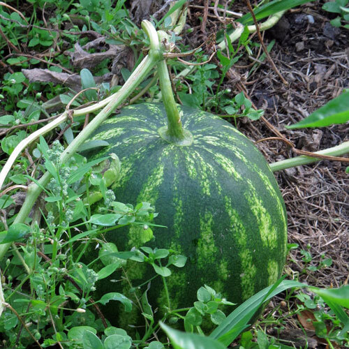 Wassermelone