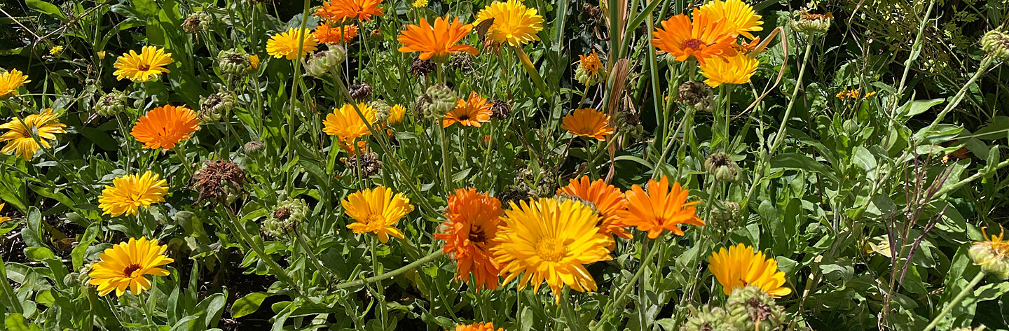 Ringelblumen