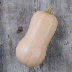 Butternut-Kürbis 'Ponca' (Cucurbita moschata)