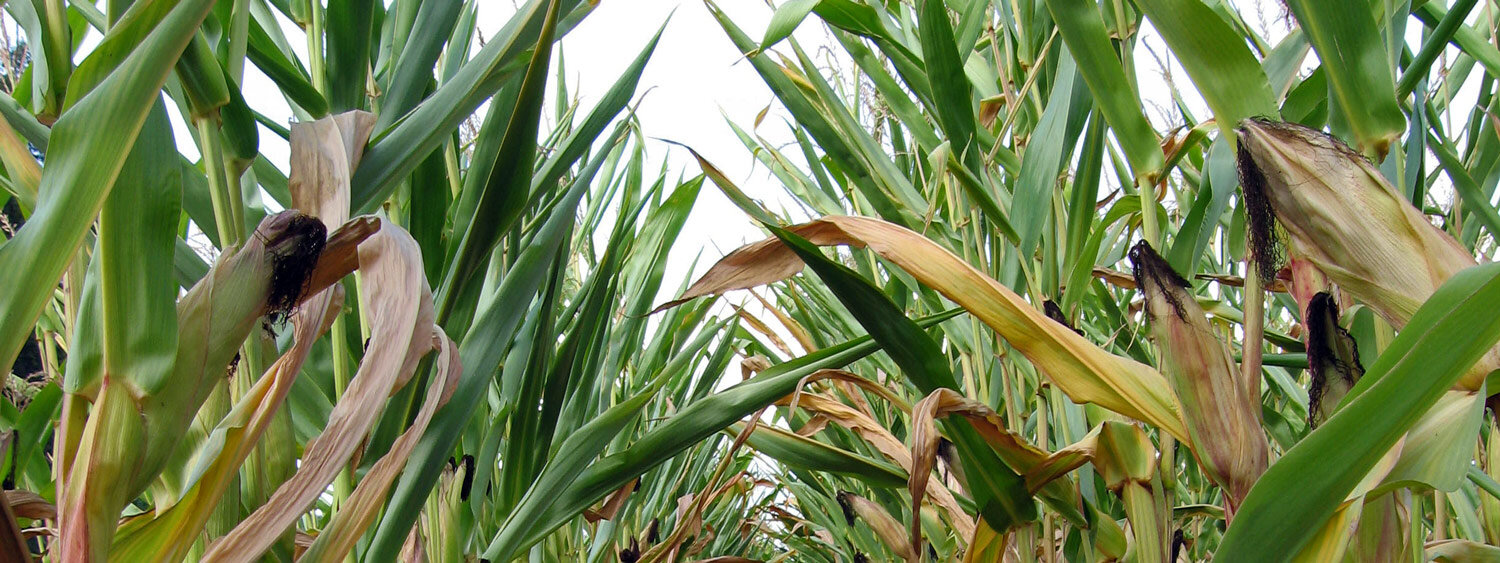Blick in ein Maisfeld