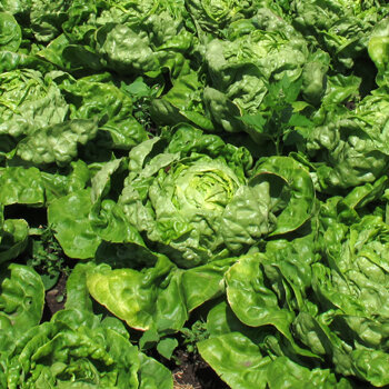 Salat