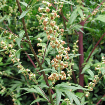Gewöhnlicher Beifuß (Artemisia vulgaris)