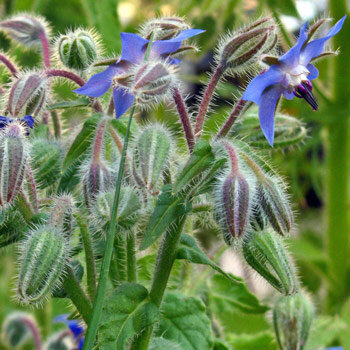 Borretsch (Borago officinalis)