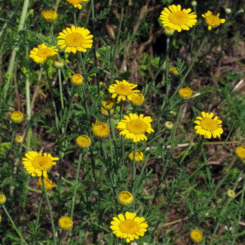 Färber-Hundskamille (Anthemis tinctoria) 