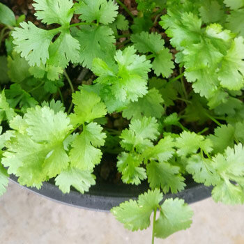 Cilantro / Blatt-Koriander 'Caribe' (Coriandrum sativum)