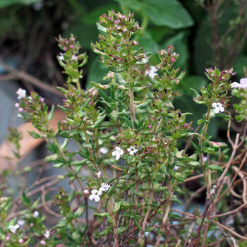 Echter Thymian (Thymus vulgaris)