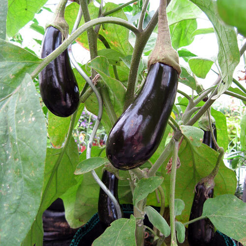 Auberginen reifen an der Pflanze