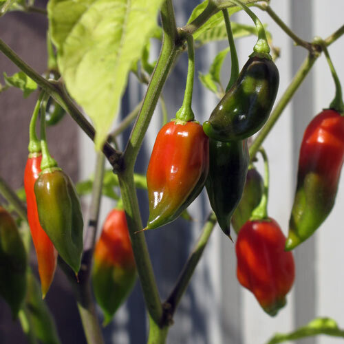 Chilis reifen an der Pflanze