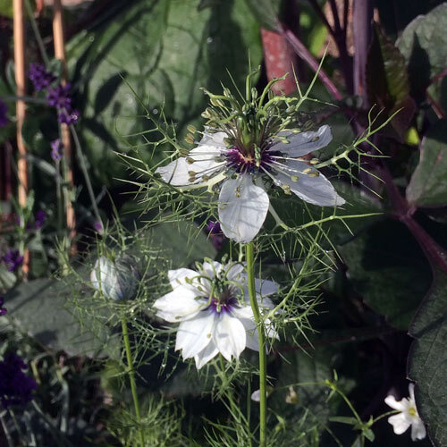 weiss bluehende Jungfer im Gruenen