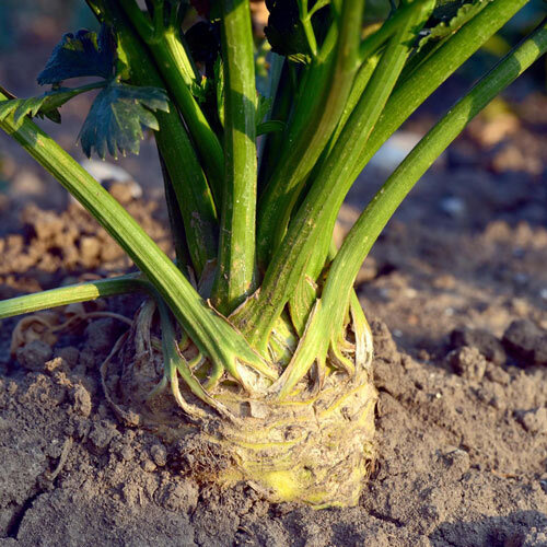 Knollensellerie reif zum Ernten