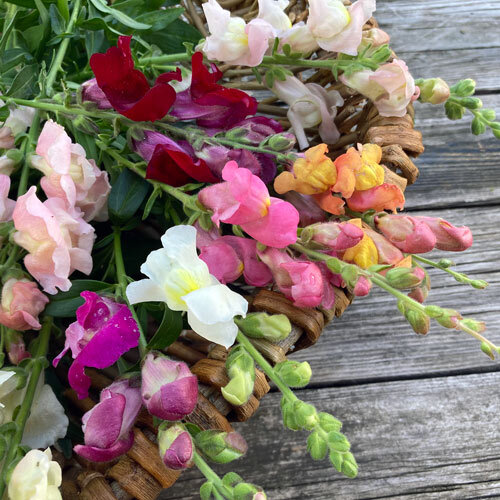 frisch geschnittene Loewenmaeulchen fuer die Vase