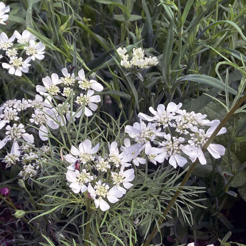 Die Blueten der Strahlendolde