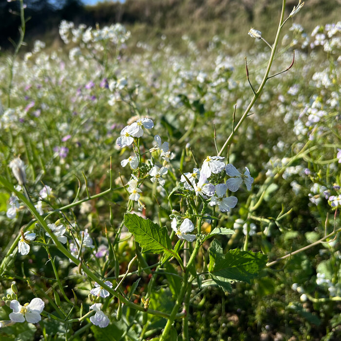 Feld mit Oelrettich in Bluete