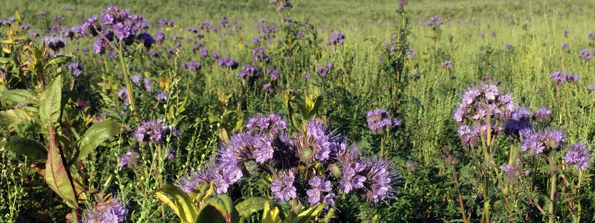Gruenduengung mit Phacelia 