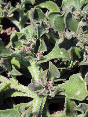Eiskraut (Mesembryanthemum crystallinum) 