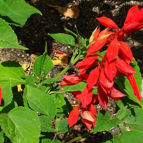 Feuersalbei