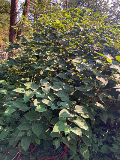 Japanischer Staudenknöterich (Fallopia japonica)