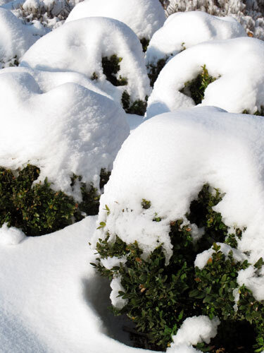 Schneelast auf Buchsbaumkugeln