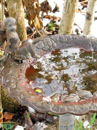Vogeltraenke im Winter