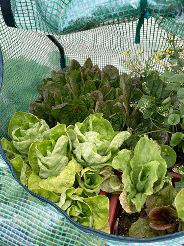 Wintersalate im Folientunnel