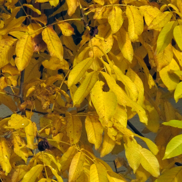 Walnusslaub im Herbst