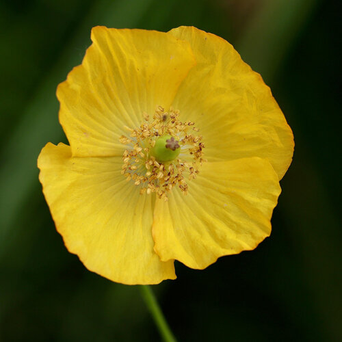Alpen-Mohn