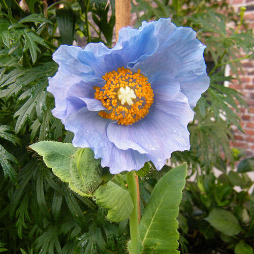 Blauer Scheinmohn Bluete
