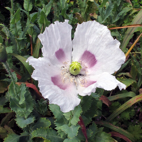 Borstenmohn Bluete