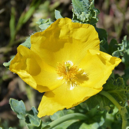 Gelber Hornmohn Blüte