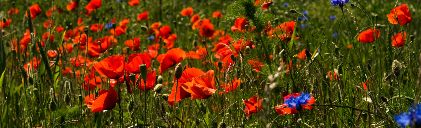 Klatschmohn-Wiese