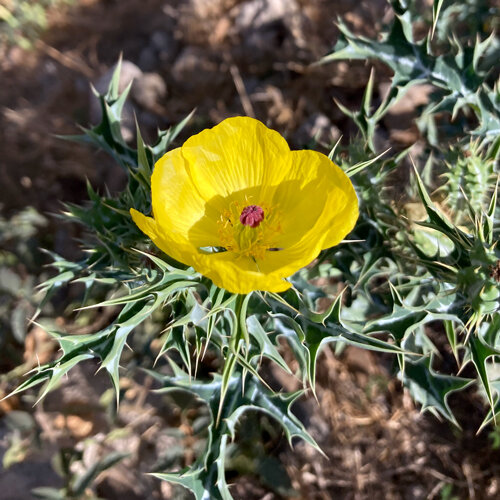 Stachelmohn Bluete