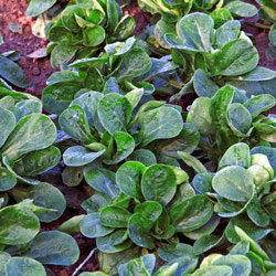 Feldsalat im Beet