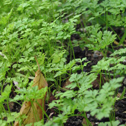Kerbel im Garten
