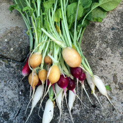 bunte Garten-Radieschen