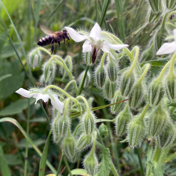  Bestseller Bio Weißer Borretsch 'Alba' (Borago officinalis)