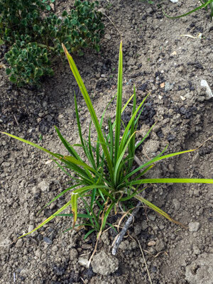 Erdmandel / Chufa - Kultuform (Cyperus esculentus var. sativus)