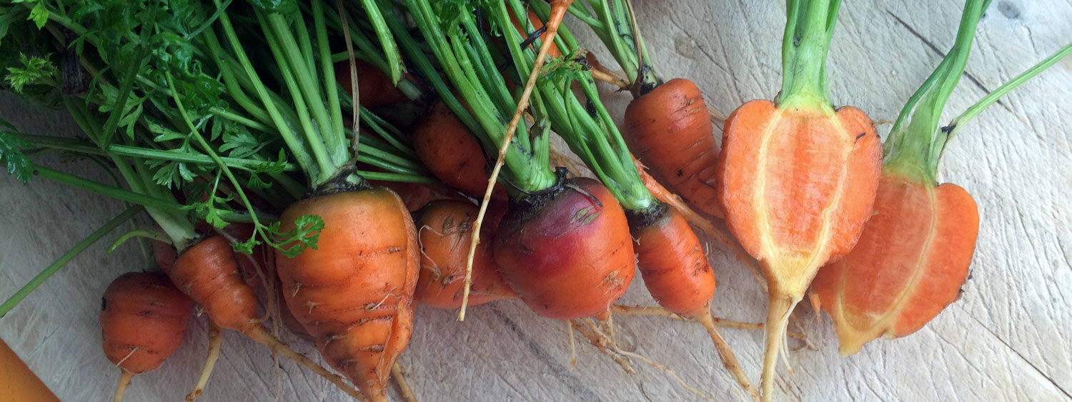 Karotten frisch geerntet aus dem Garten