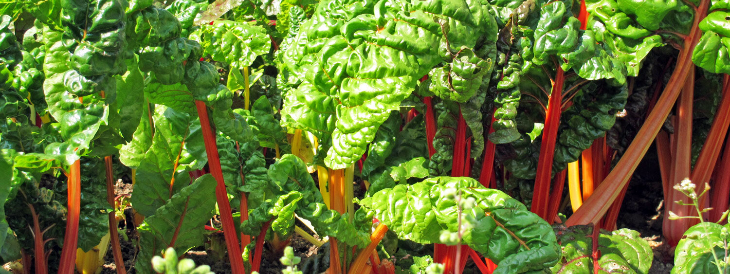Bunter Mangold im Beet
