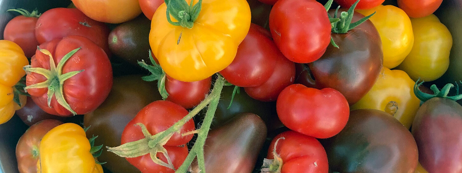 Tomaten aus dem Garten