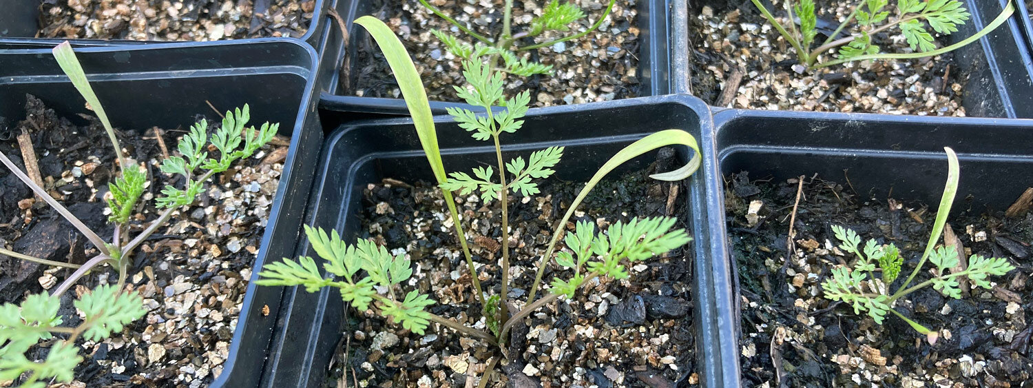 Jungpflanzen in Anzuchttoepfen