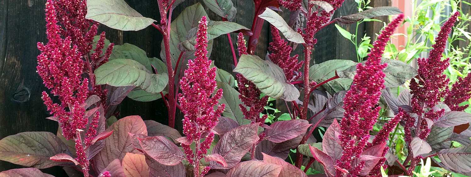 Roter Meier (Amaranthus lividus)