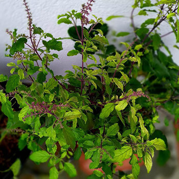 Heiliges Basilikum / Tulsi (Ocimum tenuiflorum syn. sanctum )