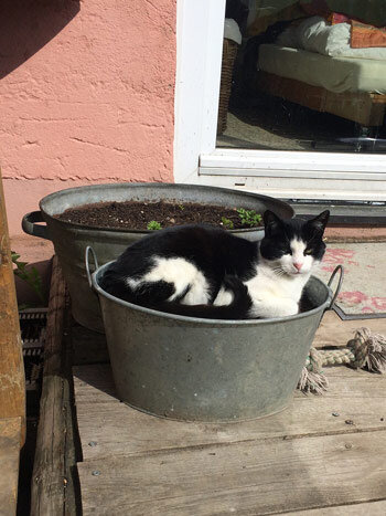 jedes Tier braucht einen Platz auf dem Balkon