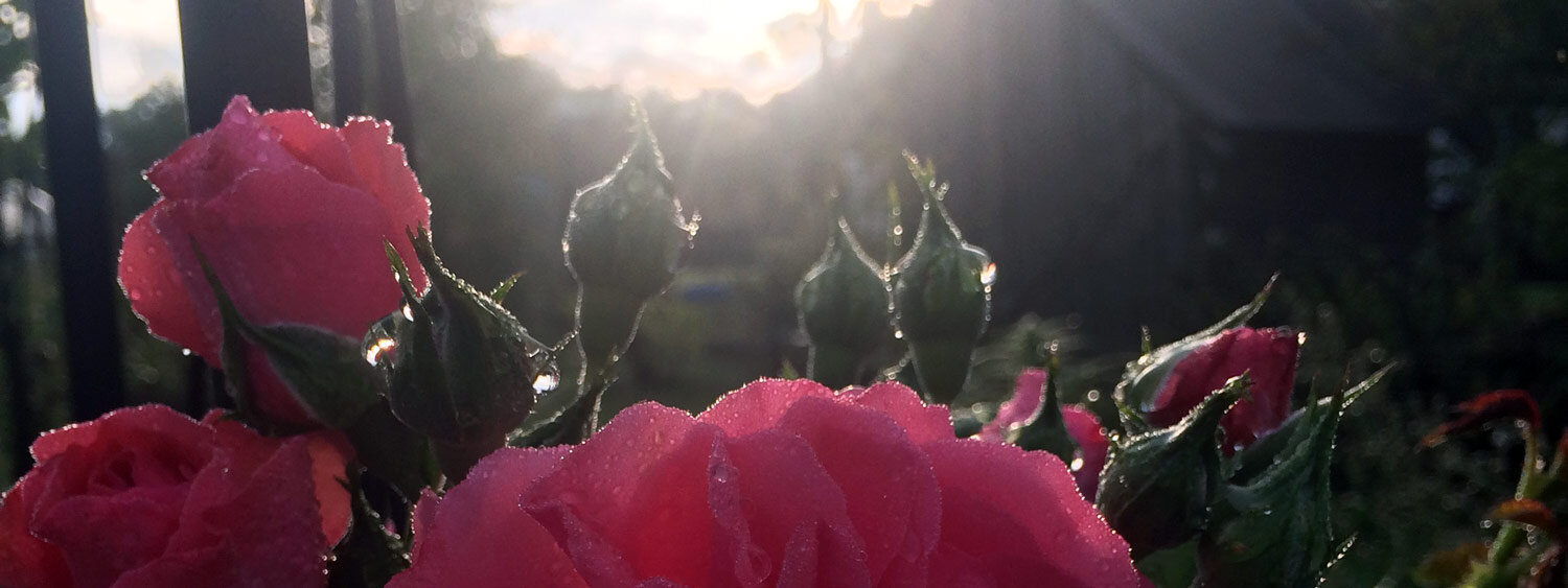 Abendstimmung im Garten